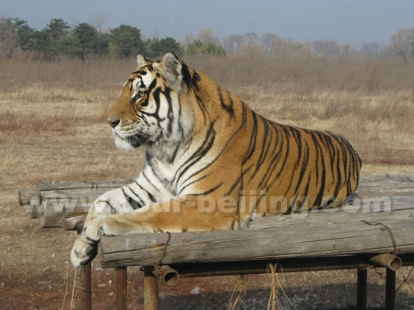 Siberian Tiger Park Harbin